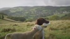 Kuzuyu Sütle Besleyen Köpek