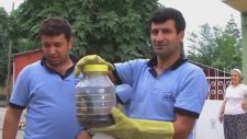Adana Kozan'da Ev Sahibinin Kayıp Yüzüğü Yılanın Boynunda Bulundu