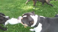 Pit Bull Terrier Vs Pit Bull Bully -- Kimbo Vs Jacson