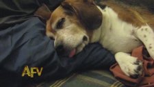 Horlayan Köpekler