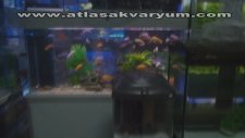 Atlas Akvaryum Petshop
