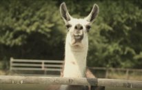 Disney XD'de tatil sabahları - Lama Kazım