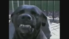 Gülümseyen Köpekler