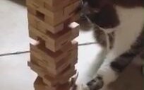 Sahibiyle Jenga Oynayan Kedi