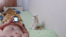 Milliyetçi Rus Kedisinin Marşa Olan Saygısı