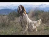 setter inglese