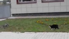 Köpeğin Gururuyla Oynayan Kötü Kedi Şerafettin