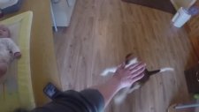 Bebeğin Altını Değiştirmeye Yardım Eden Köpek
