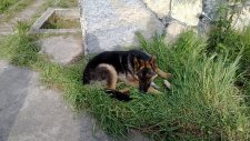 Kurt Köpeği Bahçede Yatıyor