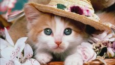 Candan Erçetin - Kedi Özledi