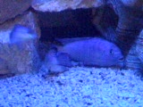akvaryum