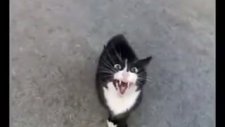 Sinirli Konuşan Kedi