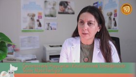 Çevremizdeki Hayvanları Kısırlaştırma Süreci