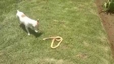 Köpekle Kobranın Nefes Kesen Mücadelesi...