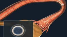 Embryo Gelişimi Ve Rahme Tutunma