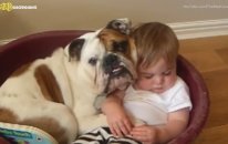 Babies And Dogs