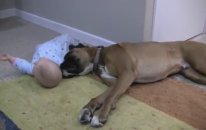 Linus the Boxer loves his baby