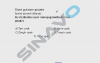 SINAVO - Türkçe - Uyak