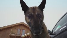 Step Dogs Fragman