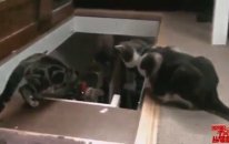 Kedi Kediye Hiç Bu Eşşek Şakasını Yapar mı?