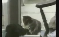 Kediler köpekler ve klasik gülme krizleri