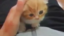 Sevgi Arsızı Scottish Fold Samur