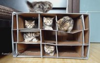 Yavru Kedi Kalesi