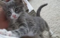 Huysuz ve Tatlı Kedi - Spike