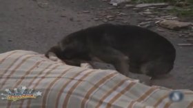 Öldürülen Sahibini Terk Etmeyen Köpek