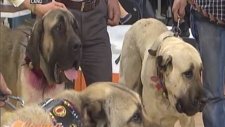 Malaklı Köpekleri