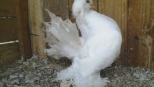 Pigeon Bursa
