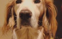 Doğancan - Zamanla Sahipleri De Köpeklerine Benzer