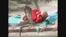 Yastıksız Yatan Kobrasız Yatmayan Bebek