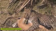 İmpalayı Leopardan Kurtaran Kaharaman Babun