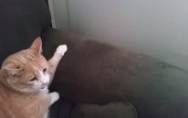 Kavga Çıkmasın Diye Alttan Alan Kedi