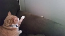 Kavga Çıkmasın Diye Alttan Alan Kedi