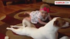 Köpek Yedi Aylık Bebeğe Emeklemeyi Öğretti