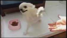 Çak Bir Beşlik Yapan Kedi ve Köpekler