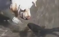 Balıkla Öpüşen İnanılmaz Köpek
