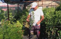 Fuji Elma Özellikleri ve Sertifikalı Bodur Elma Fidanı Satışı