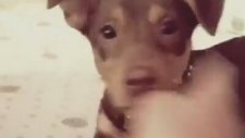Dans eden köpek Ceviz