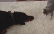 Köpeği Dövdüğünü Zanneden Sevimli Kedi :)