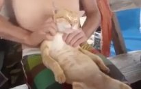 Masaj Keyfi Yapan Sevimli Kedi