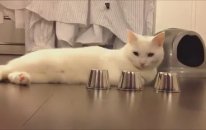 Bul Karayı Al Parayı Oynayan Kedi