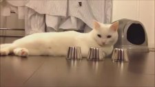 Bul Karayı Al Parayı Oynayan Kedi