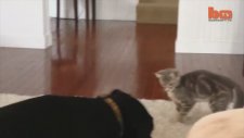 Ninja Kedi İş Başında