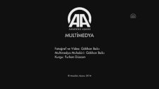 Akıllı Köpekler