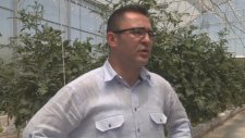 Hindistan Cevizi Kabuğu, Domateste Verimi 6 Kat Artırdı - Sivas