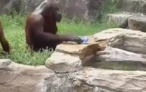 Sıcaktan Bunalan Orangutan Bakın Nasıl... - haberinbizden.com