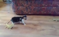 kedi korkudan kendini kaybediyor